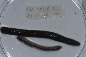  ( - EW-NOU2-222)  @12 [ ] Copyright (2011) Thibaud Decaens Laboratoire ECODIV, Univ Rouen