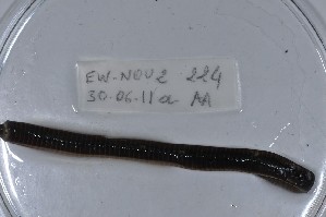  ( - EW-NOU2-224)  @12 [ ] Copyright (2011) Thibaud Decaens Laboratoire ECODIV, Univ Rouen