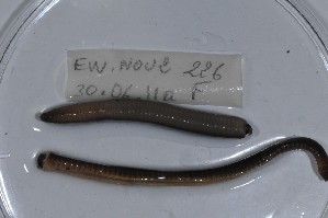  ( - EW-NOU2-226)  @12 [ ] Copyright (2011) Thibaud Decaens Laboratoire ECODIV, Univ Rouen