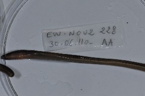  ( - EW-NOU2-228)  @12 [ ] Copyright (2011) Thibaud Decaens Laboratoire ECODIV, Univ Rouen