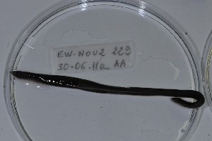  ( - EW-NOU2-229)  @12 [ ] Copyright (2011) Thibaud Decaens Laboratoire ECODIV, Univ Rouen