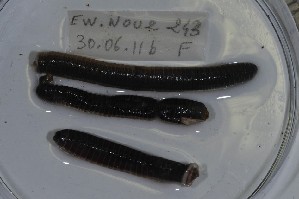  ( - EW-NOU2-243)  @12 [ ] Copyright (2011) Thibaud Decaens Laboratoire ECODIV, Univ Rouen