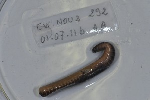  ( - EW-NOU2-292)  @12 [ ] Copyright (2011) Thibaud Decaens Laboratoire ECODIV, Univ Rouen