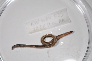  ( - EW-NOU2-035)  @12 [ ] Copyright (2011) Thibaud Decaens Laboratoire ECODIV, Univ Rouen