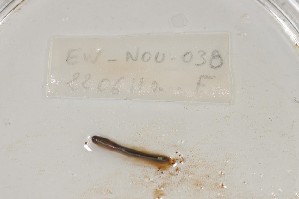  ( - EW-NOU2-038)  @12 [ ] Copyright (2011) Thibaud Decaens Laboratoire ECODIV, Univ Rouen