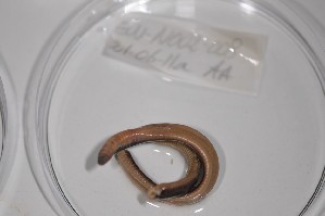  ( - EW-NOU2-008)  @12 [ ] Copyright (2011) Thibaud Decaens Laboratoire ECODIV, Univ Rouen