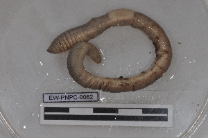  ( - EW-PNPC-0062)  @11 [ ] CreativeCommons - Attribution Non-Commercial Share-Alike (2018) Thibaud Decaens CEFE Lab