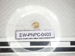  ( - EW_PNPC_0404)  @11 [ ] by-nc-sa (2025) Thibaud Decaëns Universite Montpellier, CEFE Lab