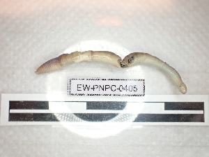  ( - EW_PNPC_0406)  @11 [ ] by-nc-sa (2025) Thibaud Decaëns Universite Montpellier, CEFE Lab