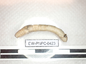  ( - EW_PNPC_0424)  @11 [ ] by-nc-sa (2025) Thibaud Decaëns Universite Montpellier, CEFE Lab