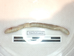  ( - EW_PNPC_0425)  @11 [ ] by-nc-sa (2025) Thibaud Decaëns Universite Montpellier, CEFE Lab