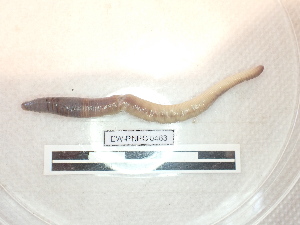  (Lumbricus centralis - EW_PNPC_0463)  @11 [ ] by-nc-sa (2025) Thibaud Decaëns Universite Montpellier, CEFE Lab