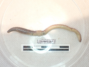  ( - EW_PNPC_0465)  @11 [ ] by-nc-sa (2025) Thibaud Decaëns Universite Montpellier, CEFE Lab