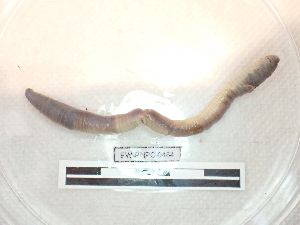  ( - EW_PNPC_0464)  @11 [ ] by-nc-sa (2025) Thibaud Decaëns Universite Montpellier, CEFE Lab