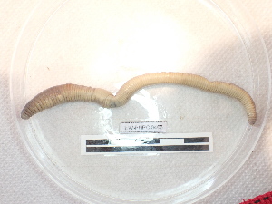  ( - EW_PNPC_0466)  @11 [ ] by-nc-sa (2025) Thibaud Decaëns Universite Montpellier, CEFE Lab