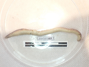  ( - EW_PNPC_0467)  @11 [ ] by-nc-sa (2025) Thibaud Decaëns Universite Montpellier, CEFE Lab