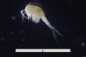  (Mesocyclops longisetus - CH778-E08)  @11 [ ] CreativeCommons  Attribution Non-Commercial Share-Alike (2015) Martha Valdez-Moreno El Colegio de la Frontera Sur