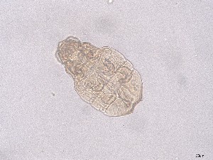  (Sellnickochthonius - GOri98)  @11 [ ] CreativeCommons  Attribution (by) (2025) Sylvia Schaeffer University of Graz, Institute of Biology