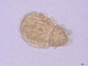  (Synchthonius - OT-02)  @11 [ ] CreativeCommons  Attribution (by) (2025) Sylvia Schaeffer University of Graz, Institute of Biology