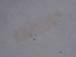  ( - PT-03)  @11 [ ] CreativeCommons  Attribution (by) (2071) Sylvia Schaeffer University of Graz, Institute of Biology