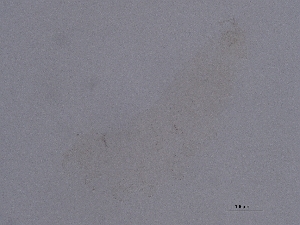  ( - PT-09)  @11 [ ] CreativeCommons  Attribution (by) (2073) Sylvia Schaeffer University of Graz, Institute of Biology