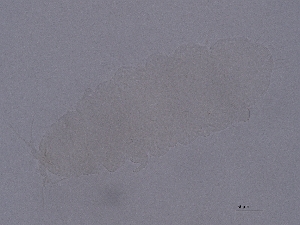  ( - PT-13)  @11 [ ] CreativeCommons  Attribution (by) (2076) Sylvia Schaeffer University of Graz, Institute of Biology