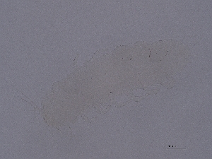  ( - PT-15)  @11 [ ] CreativeCommons  Attribution (by) (2078) Sylvia Schaeffer University of Graz, Institute of Biology