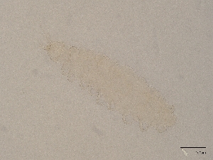  ( - Pau05)  @11 [ ] CreativeCommons  Attribution (by) (2025) Sylvia Schaeffer University of Graz, Institute of Biology