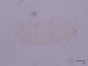  ( - Pau07)  @11 [ ] CreativeCommons  Attribution (by) (2026) Sylvia Schaeffer University of Graz, Institute of Biology