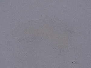  ( - Pau108)  @11 [ ] CreativeCommons  Attribution (by) (2057) Sylvia Schaeffer University of Graz, Institute of Biology