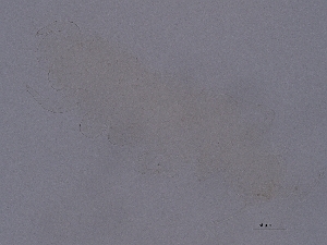  ( - Pau117)  @11 [ ] CreativeCommons  Attribution (by) (2059) Sylvia Schaeffer University of Graz, Institute of Biology