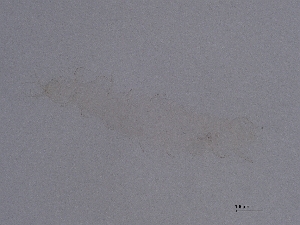  ( - Pau118)  @11 [ ] CreativeCommons  Attribution (by) (2060) Sylvia Schaeffer University of Graz, Institute of Biology