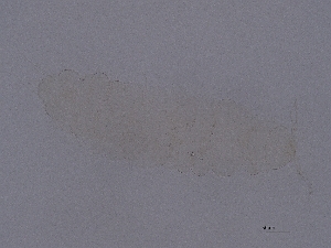  ( - Pau120)  @11 [ ] CreativeCommons  Attribution (by) (2062) Sylvia Schaeffer University of Graz, Institute of Biology