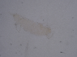  ( - Pau121)  @11 [ ] CreativeCommons  Attribution (by) (2063) Sylvia Schaeffer University of Graz, Institute of Biology