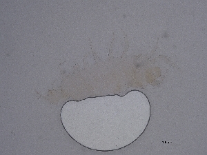  ( - Pau128)  @11 [ ] CreativeCommons  Attribution (by) (2066) Sylvia Schaeffer University of Graz, Institute of Biology