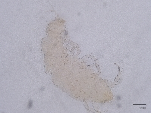  ( - Pau130)  @11 [ ] CreativeCommons  Attribution (by) (2067) Sylvia Schaeffer University of Graz, Institute of Biology