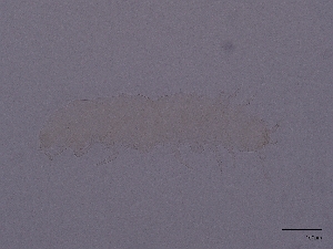  ( - Pau21)  @11 [ ] CreativeCommons  Attribution (by) (2027) Sylvia Schaeffer University of Graz, Institute of Biology