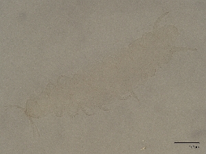  ( - Pau22)  @11 [ ] CreativeCommons  Attribution (by) (2028) Sylvia Schaeffer University of Graz, Institute of Biology