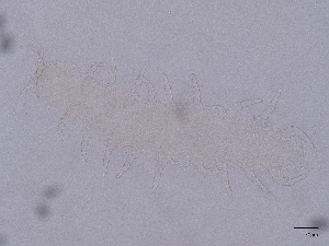  ( - Pau30)  @11 [ ] CreativeCommons  Attribution (by) (2030) Sylvia Schaeffer University of Graz, Institute of Biology