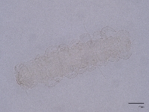  ( - Pau34)  @11 [ ] CreativeCommons  Attribution (by) (2031) Sylvia Schaeffer University of Graz, Institute of Biology