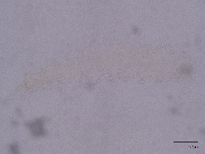  ( - Pau39)  @11 [ ] CreativeCommons  Attribution (by) (2034) Sylvia Schaeffer University of Graz, Institute of Biology