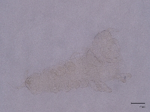  ( - Pau44)  @11 [ ] CreativeCommons  Attribution (by) (2036) Sylvia Schaeffer University of Graz, Institute of Biology