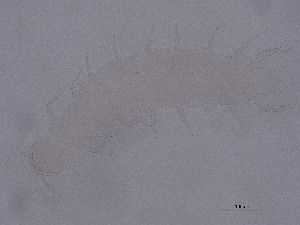  ( - Pau47)  @11 [ ] CreativeCommons  Attribution (by) (2038) Sylvia Schaeffer University of Graz, Institute of Biology