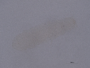  ( - Pau50)  @11 [ ] CreativeCommons  Attribution (by) (2040) Sylvia Schaeffer University of Graz, Institute of Biology