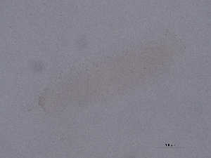  ( - Pau51)  @11 [ ] CreativeCommons  Attribution (by) (2041) Sylvia Schaeffer University of Graz, Institute of Biology