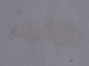  ( - Pau58)  @11 [ ] CreativeCommons  Attribution (by) (2042) Sylvia Schaeffer University of Graz, Institute of Biology