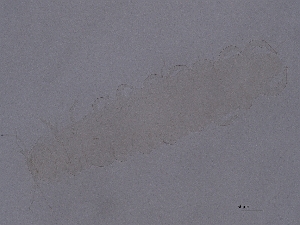  ( - Pau71)  @11 [ ] CreativeCommons  Attribution (by) (2043) Sylvia Schaeffer University of Graz, Institute of Biology