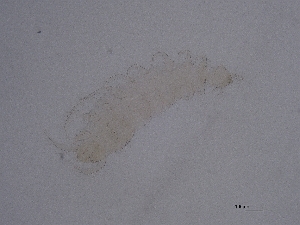  ( - Pau73)  @11 [ ] CreativeCommons  Attribution (by) (2045) Sylvia Schaeffer University of Graz, Institute of Biology