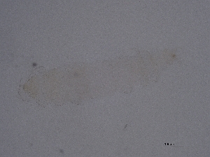  ( - Pau76)  @11 [ ] CreativeCommons  Attribution (by) (2047) Sylvia Schaeffer University of Graz, Institute of Biology