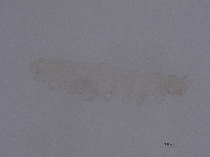  ( - Pau79)  @11 [ ] CreativeCommons  Attribution (by) (2049) Sylvia Schaeffer University of Graz, Institute of Biology